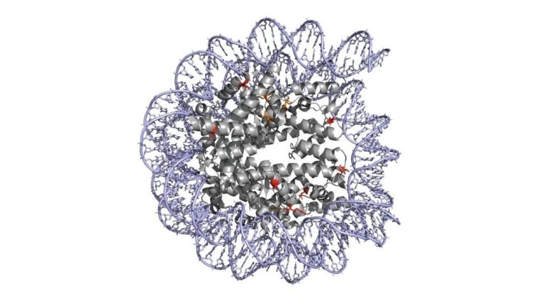 Crystal structure of the human recombinant nucleosome (PDB ID: 2CV58), with cross-linked amino acids marked in red (close to DNA) and orange (distant to DNA).